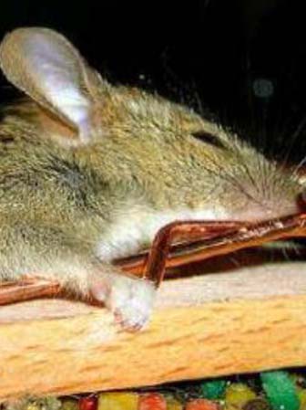 rODENT 1